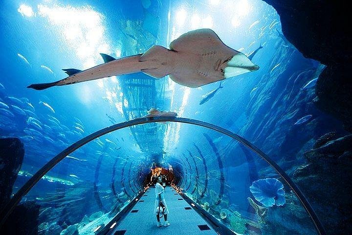 the Dubai Mall Aquarium